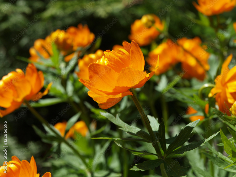 Trollius europaeus orange flowers Trollius europaeus orange flowers