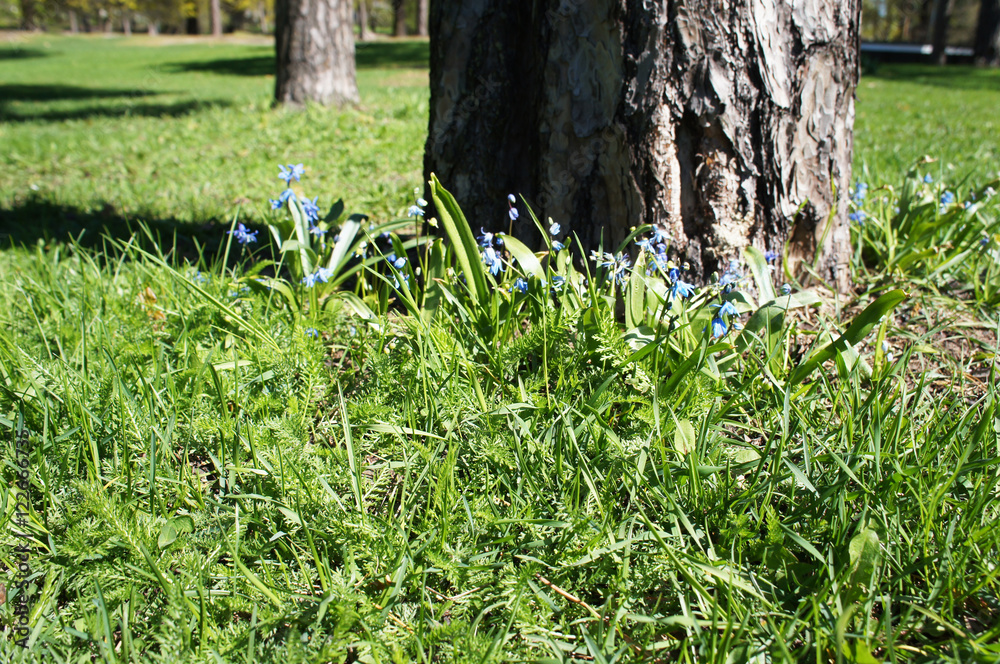 Obraz premium Trunk of tree with grass and little blue flowers