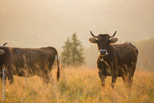 Cows in a pasture in the mountains just before sunset