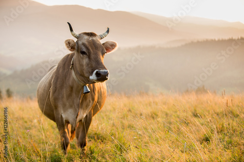 Cow in a pasture in the mountains just before sunset