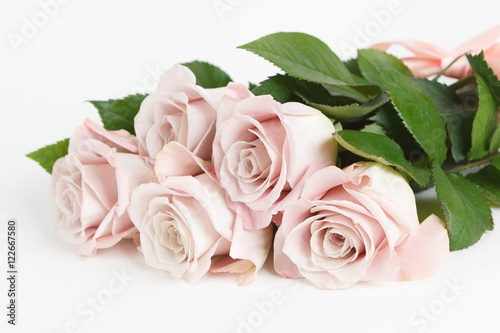  Menta  roses isolated on white background