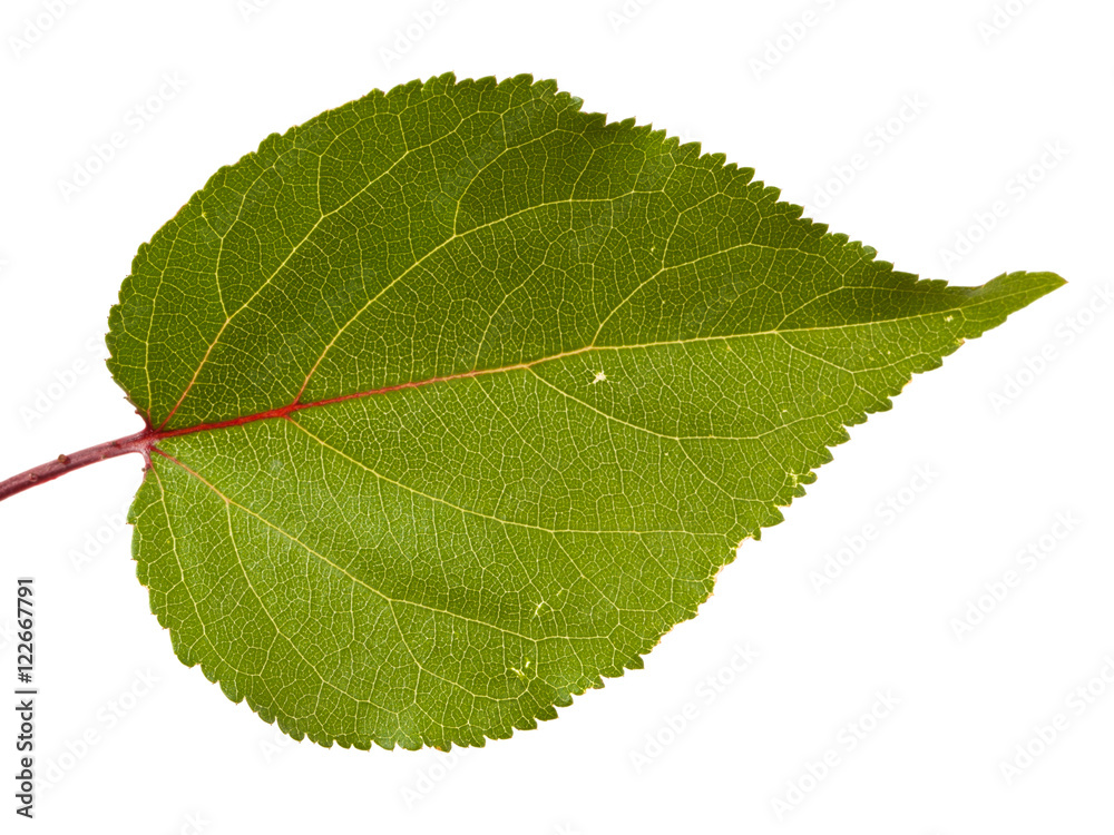 leaves of the apricot tree. isolated on white background