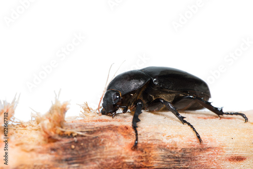 Female horn beetle on the sugar cane stick. © phichak
