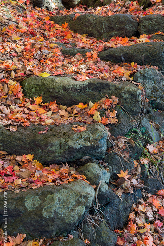 Autumn color red maple and footpath in park, Japan