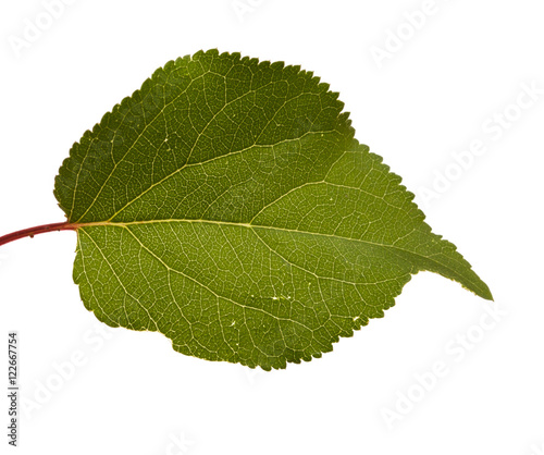 leaves of the apricot tree. isolated on white background