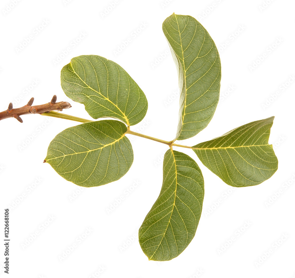 branch of walnut isolated on white background branch of walnut isolated on white background