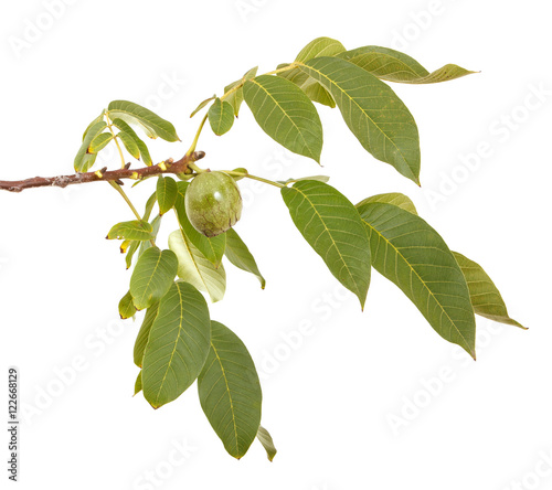 Wallpaper Mural branch of walnut isolated on white background Torontodigital.ca