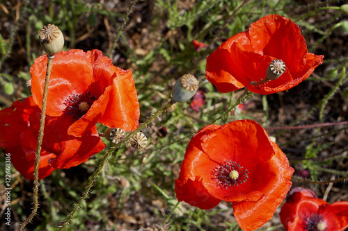 Poppies - flowers and boxes.