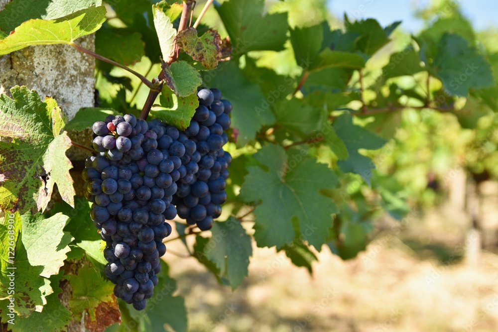 Grapes. Vineyards under Palava. Czech Republic - South Moravian Region wine region.