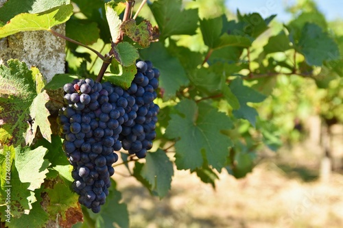 Wallpaper Mural Grapes. Vineyards under Palava. Czech Republic - South Moravian Region wine region. Torontodigital.ca