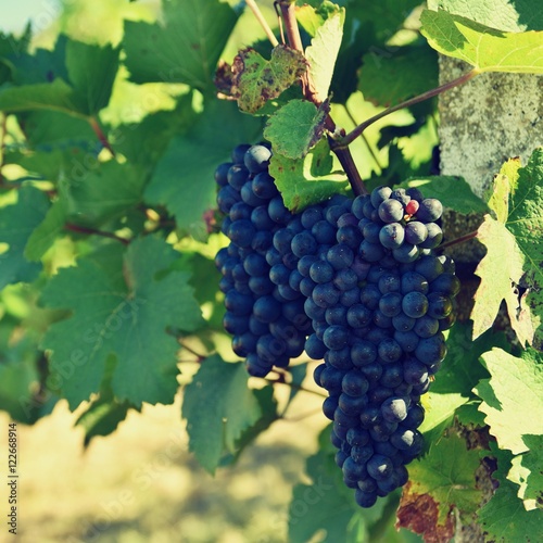 Wallpaper Mural Grapes. Vineyards under Palava. Czech Republic - South Moravian Region wine region. Torontodigital.ca