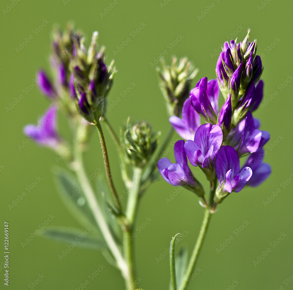 Obraz premium Macrophotographie d'une fleur sauvage: Luzerne cultivée (Medicago sativa)