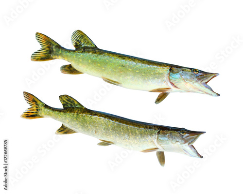 Two The Northern Pike (Esox Lucius) isolated on white background. Fishes are source of tasty meat appropriate for diet.