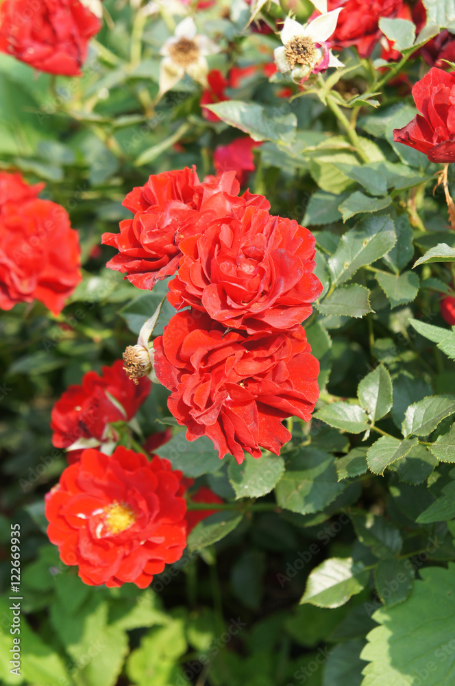 Many red roses head in garden