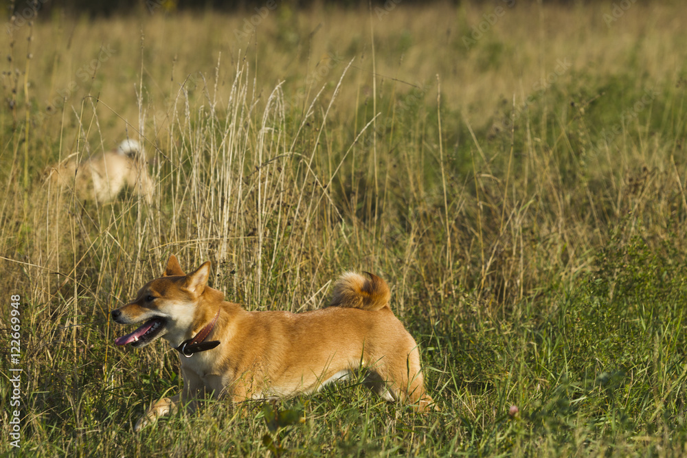 Japanese breed of dogs Sibu Inu for a walk Japanese breed of dogs Sibu Inu for a walk