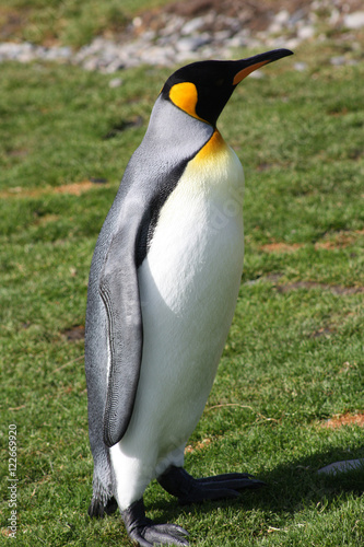 K  nigspinguin in der Fortuna Bay- S  dgeorgien