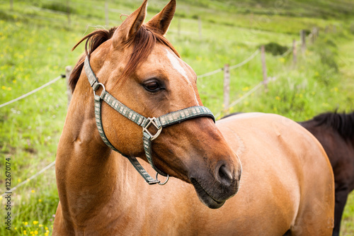 Horse Portrait Side © Mika