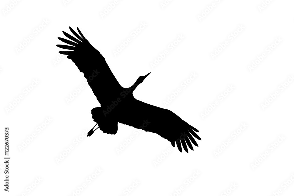 Obraz premium White stork in flight . Silhouettes.