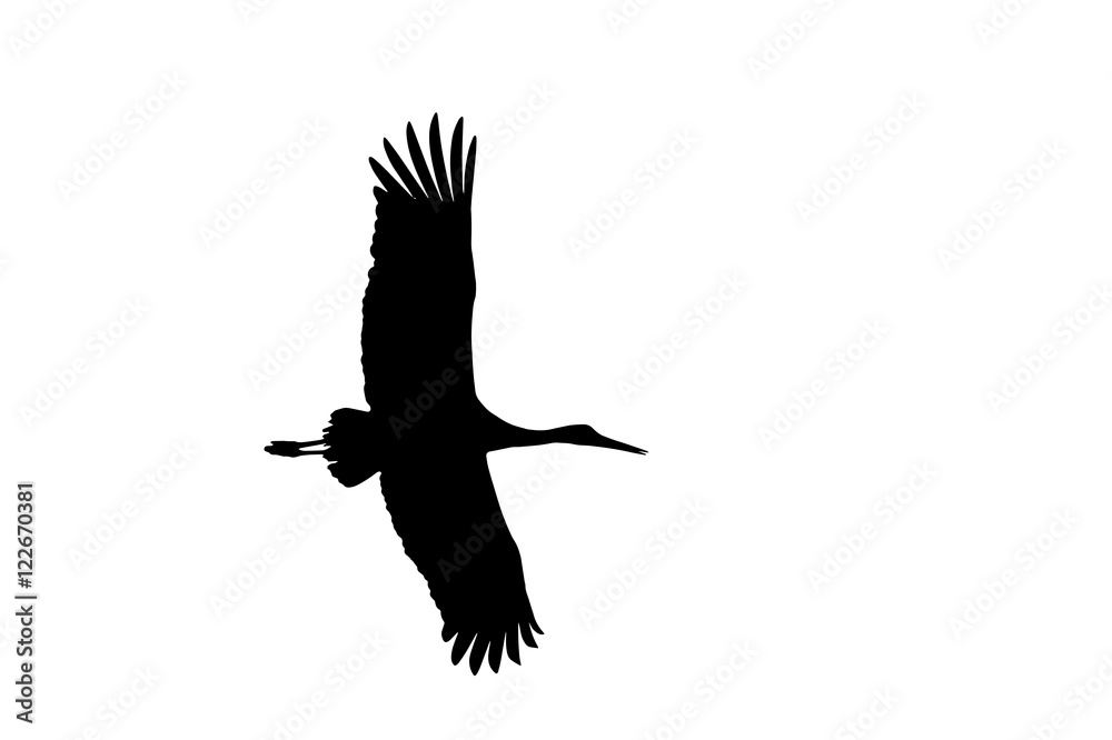 Fototapeta premium White stork in flight . Silhouettes.