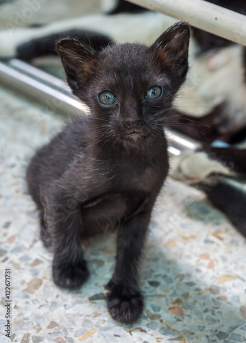 Black baby kitten on outdoor floor