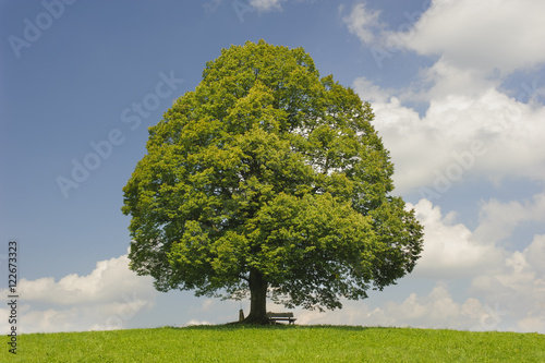 Fototapet Große Linde als Einzelbaum im Frühling