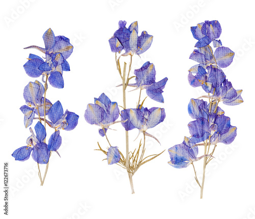 Blue dried pressed flowers