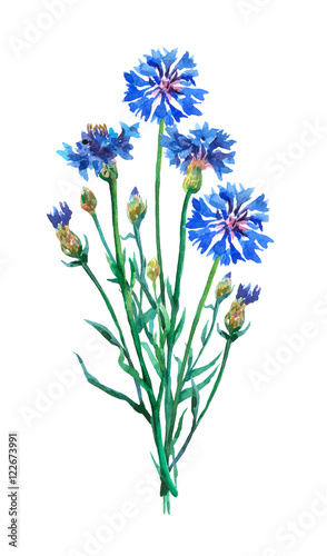  Blue cornflowers  bouquet. Watercolor hand painting illustration on isolate white background.