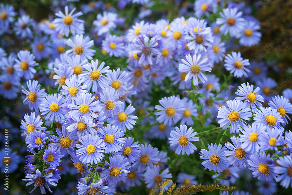 Flowerpower Flowerpower