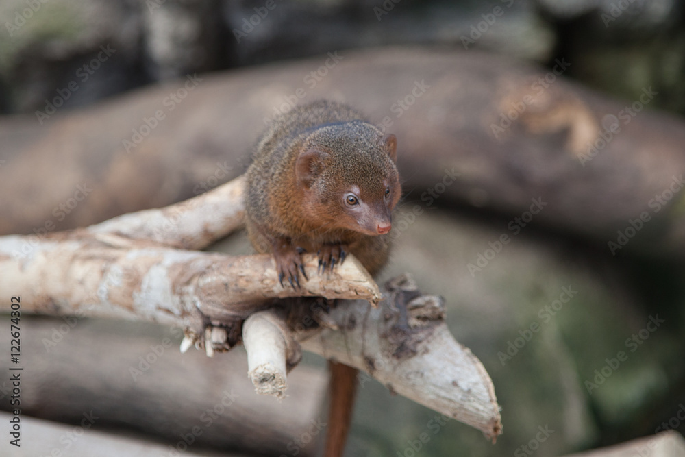 Mongoose on branch