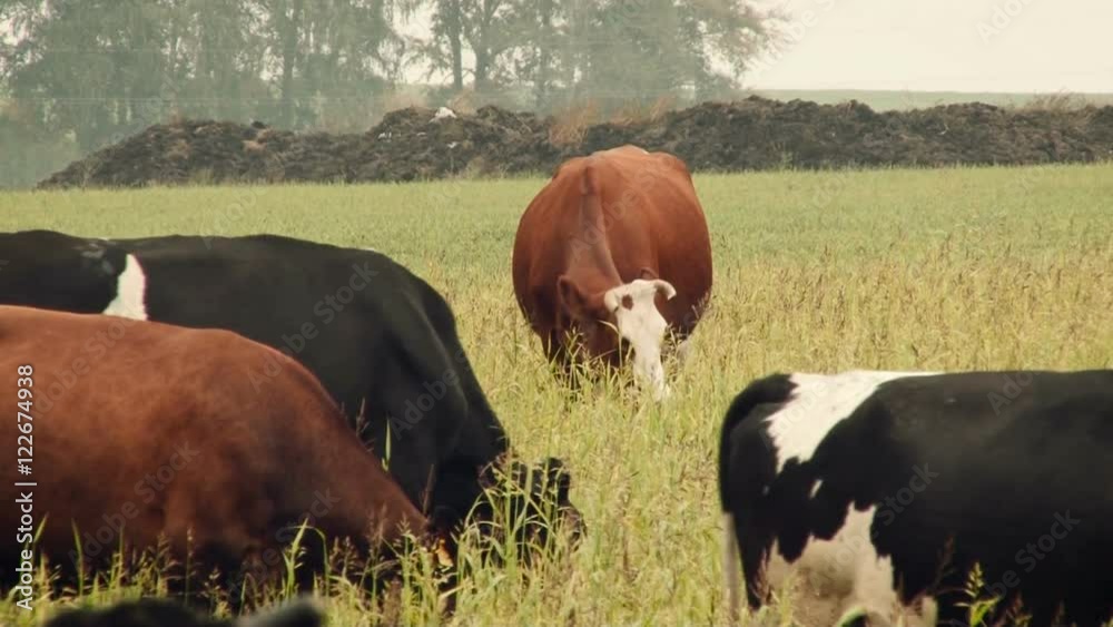 Rural Life. Cows Grazing on the Pasture. Green Field With a High Grass ...