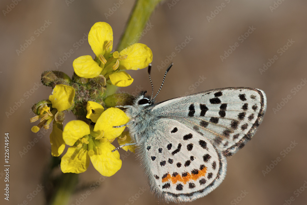 Fototapeta premium El Segundo Blue (Euphilotes battoides allyni) to motyl.