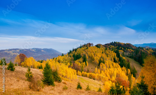 Yellow Beautiful Trees in the mountains