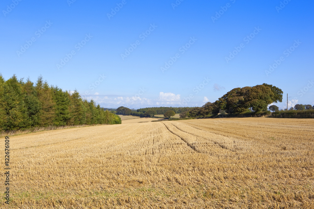 autumn straw stubble field
