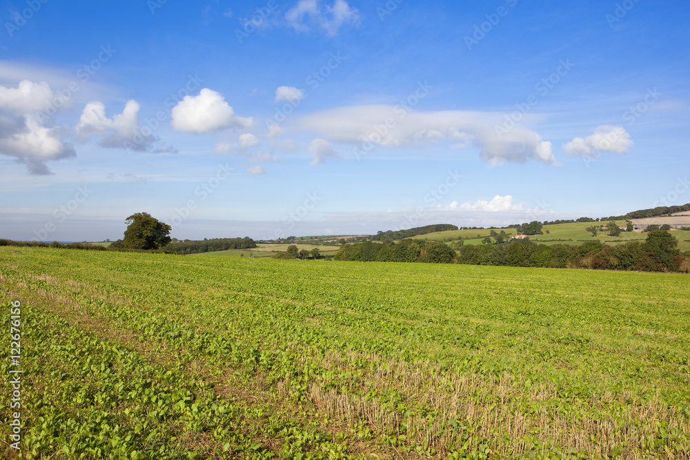 young crops in the yorkshire wolds