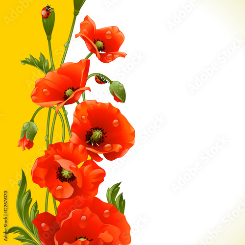 Fototapeta Naklejka Na Ścianę i Meble -  Vector vertical frame with red poppies and ladybugs