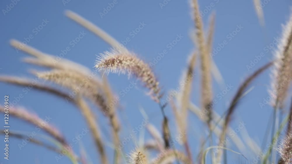 Decorative wide wheat on the wind shallow DOF slow-mo 1920X1080 HD footage - Slow motion swaying yellow grass moving against blue sky 1080p FullHD video Decorative wide wheat on the wind shallow DOF slow-mo 1920X1080 HD footage - Slow motion swaying yellow grass moving against blue sky 1080p FullHD video