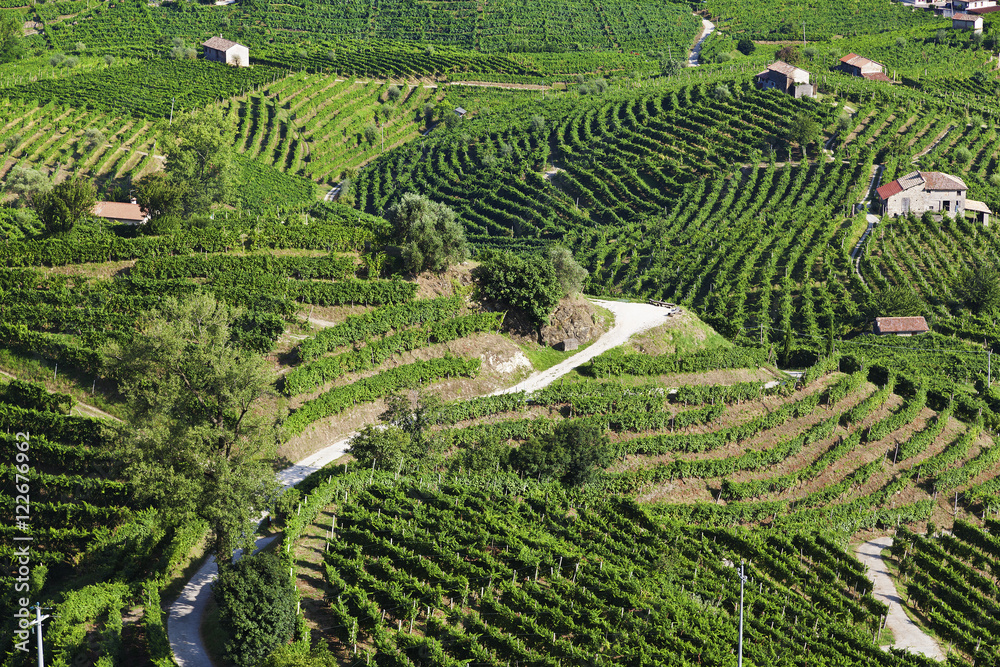 Wineyards, prosecco grapes