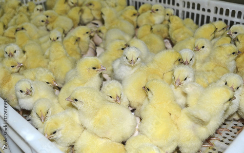 Chickens from the incubator