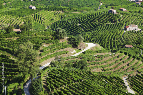 Wineyards, prosecco grapes