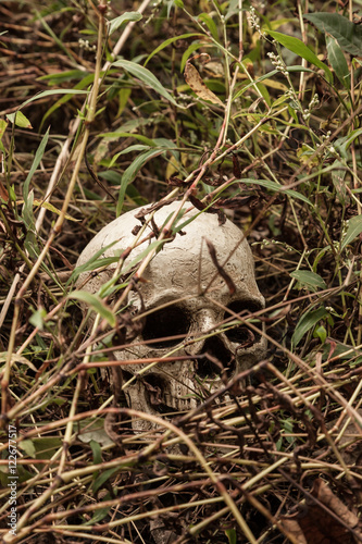 Skull in Woods