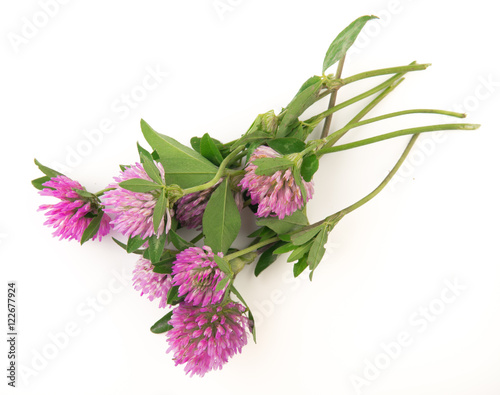 Bouquet of clover flowers isolated on white background. Top view.