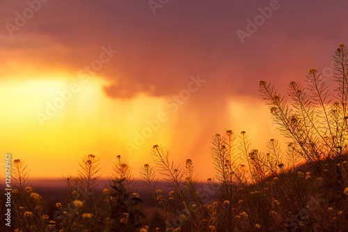 Beautiful summer landscape of wildflowers at summer sunset