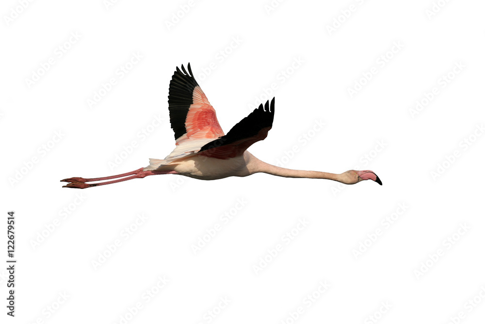 Obraz premium Większy flaming, Phoenicopterus ruber