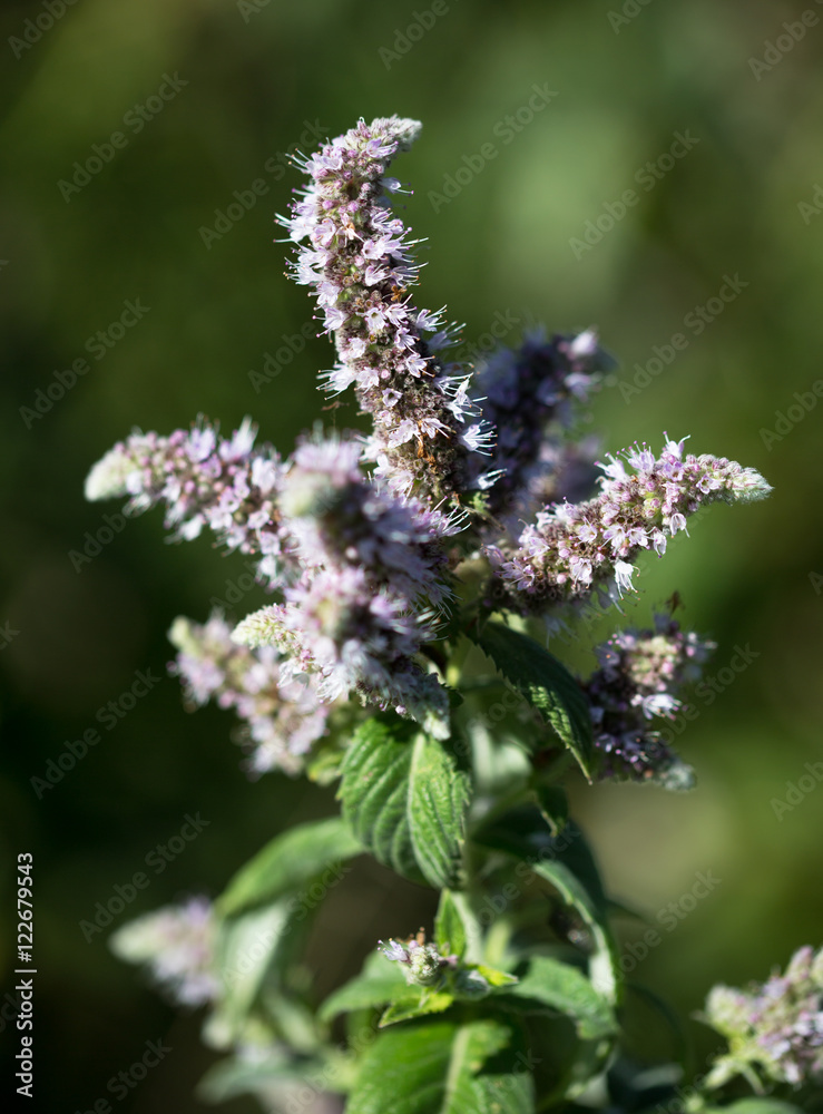 Macrophotographie d'une fleur sauvage: Menthe a longues feuilles (Mentha longifolia) Macrophotographie d'une fleur sauvage: Menthe a longues feuilles (Mentha longifolia)