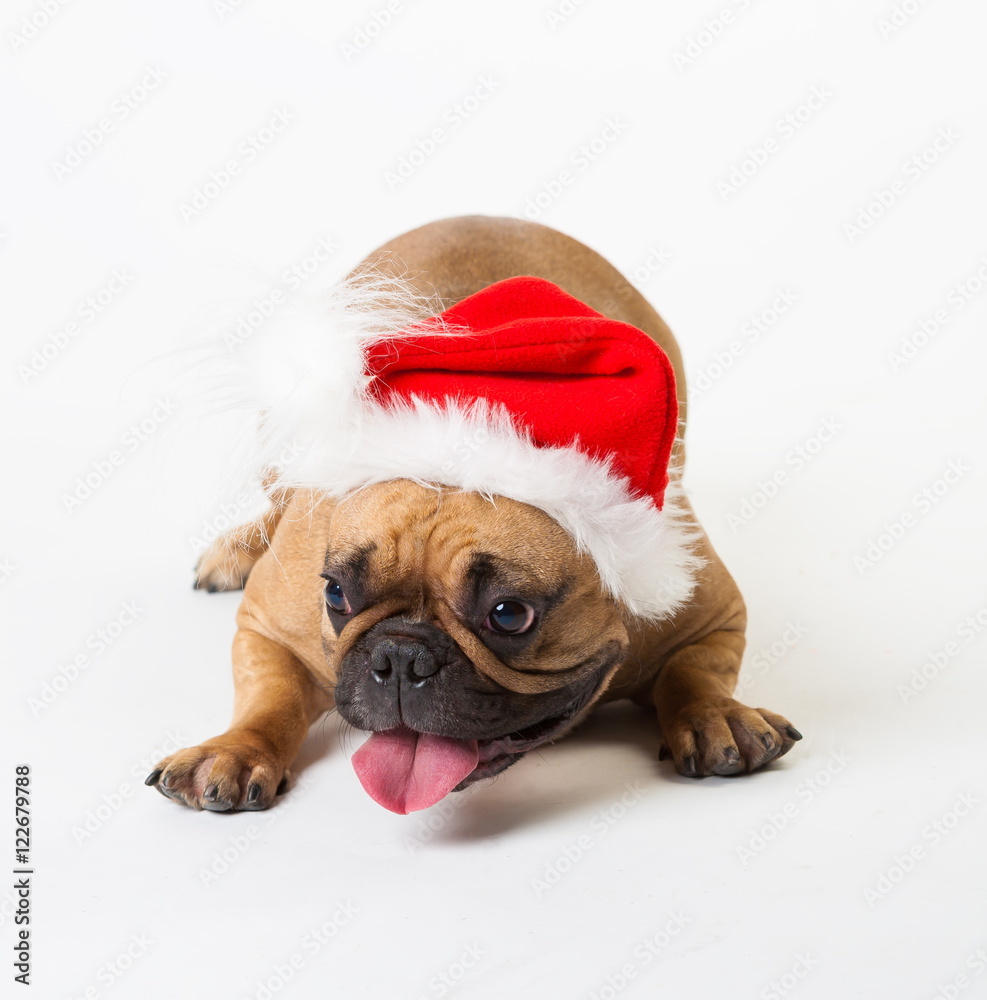 Animals. One beige dog French Bulldog white isolated, Christmas