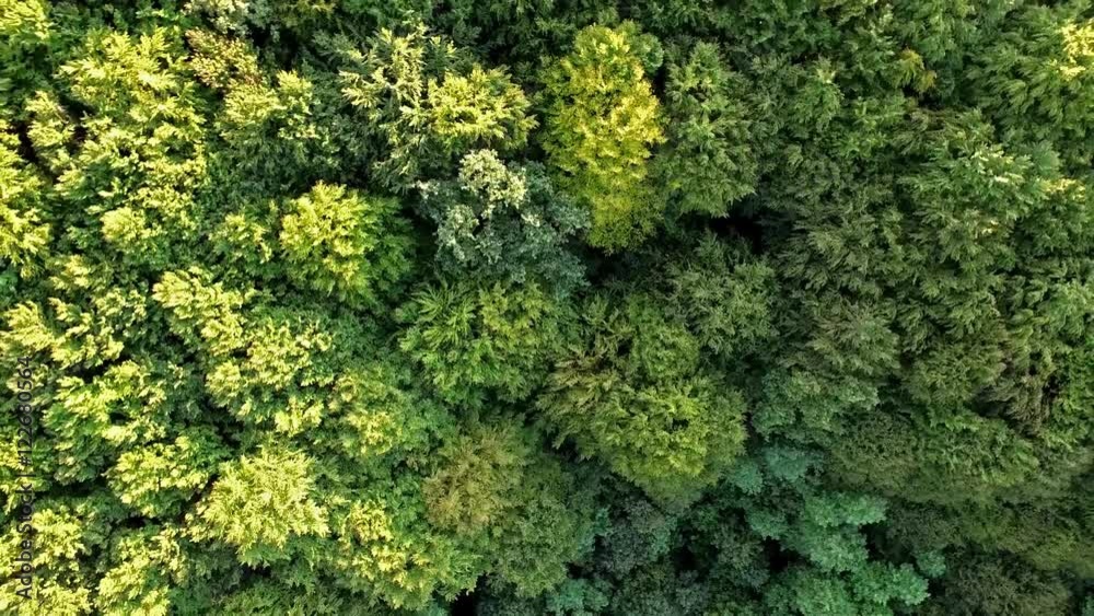 Top view of green forest with camera moving up and rotating Top view of green forest with camera moving up and rotating
