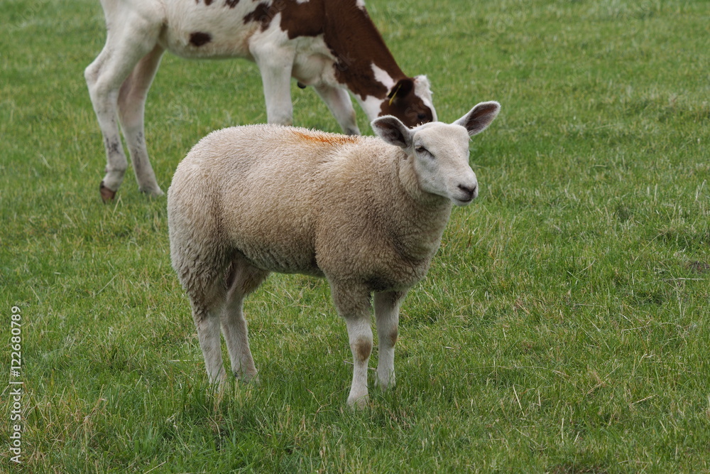 Schaf Schaf