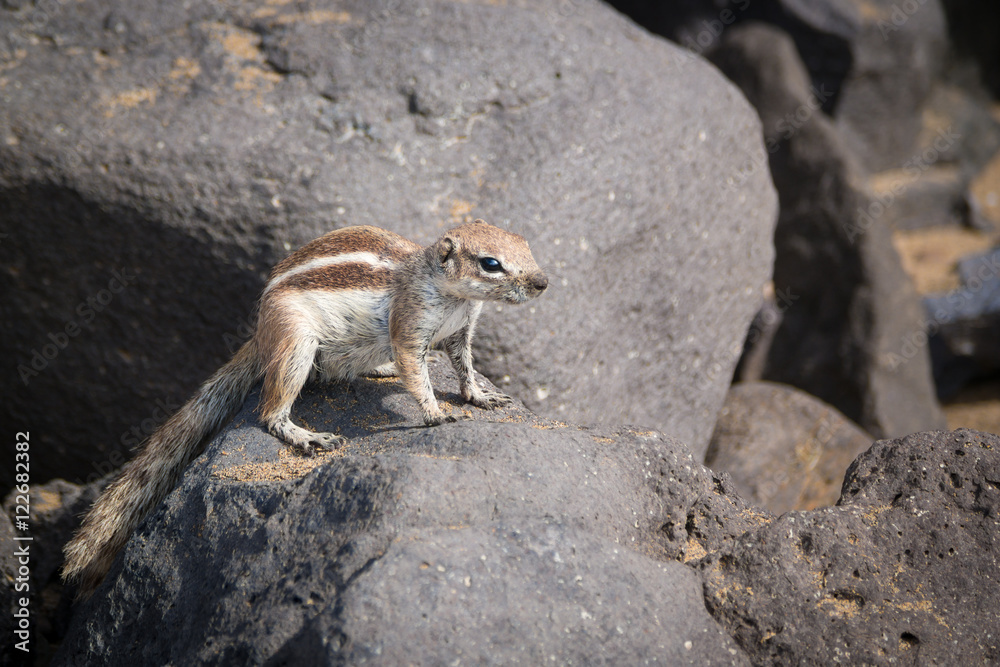 Atlashörnchen (Atlantoxerus getulus) auf Fuerteventura; Kanarische Inseln Atlashörnchen (Atlantoxerus getulus) auf Fuerteventura; Kanarische Inseln