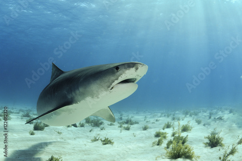 Shark in Bahamas