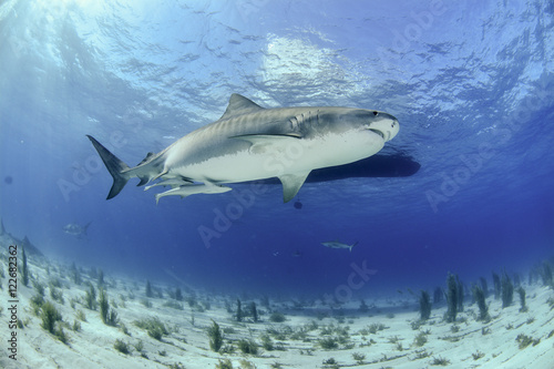 Shark in Bahamas